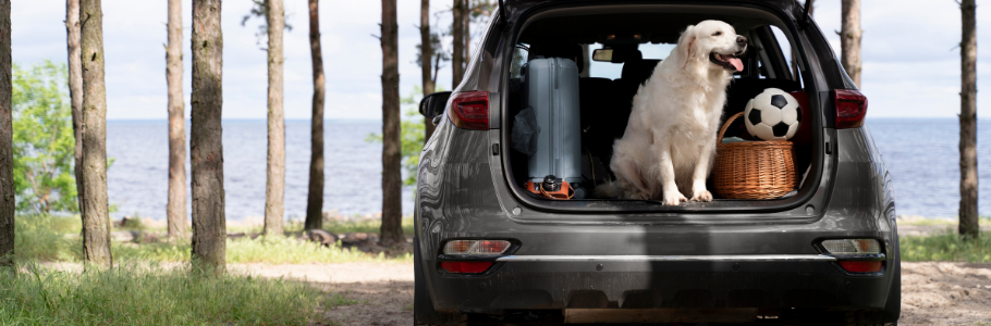 I nostri consigli per viaggiare con il tuo cane o gatto in auto